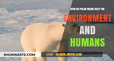Polar Bears: Vital Environmental Stewards and Human Allies in the Arctic