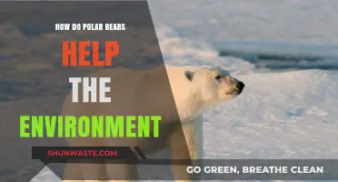 Polar Bears: Vital Guardians of Arctic Ecosystems and Climate Balance