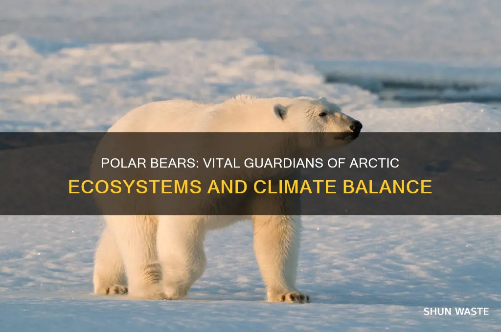 how do polar bears help the environment