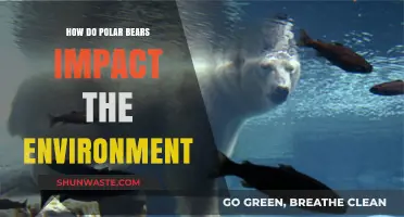 Polar Bears' Ecological Role: Shaping Arctic Ecosystems and Beyond