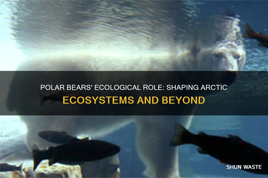 how do polar bears impact the environment