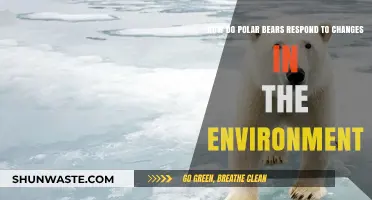 Polar Bears' Resilience: Adapting to a Shifting Arctic Environment