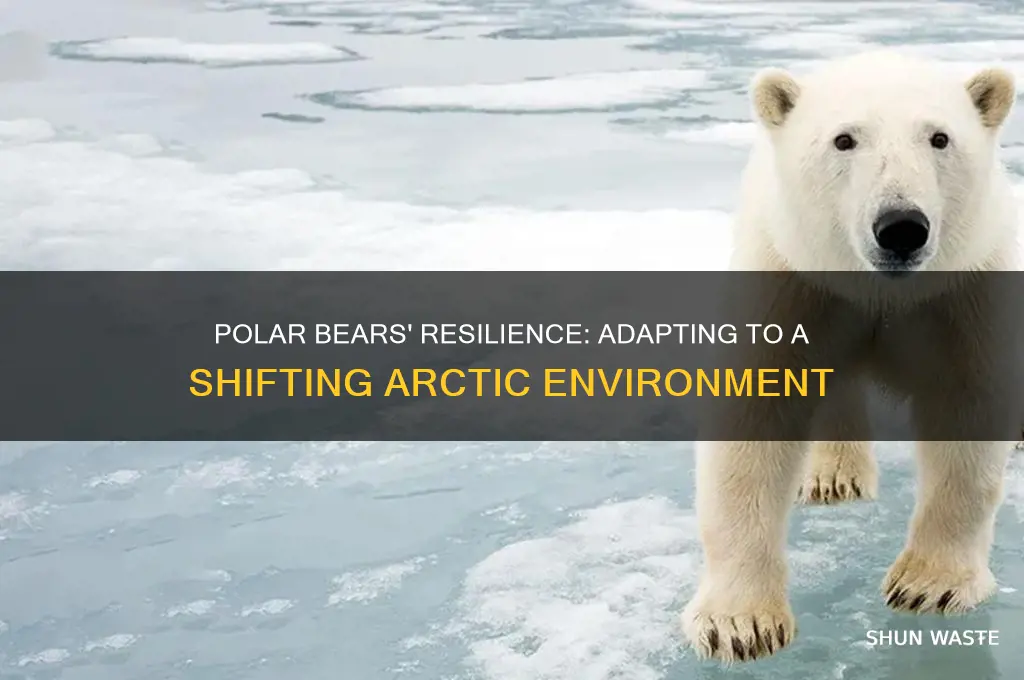 how do polar bears respond to changes in the environment