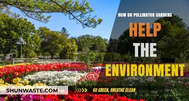 Pollinator Gardens: Boosting Biodiversity and Strengthening Ecosystems Naturally