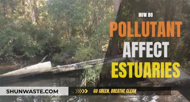 Pollution's Impact on Estuaries: A Delicate Balance Disrupted