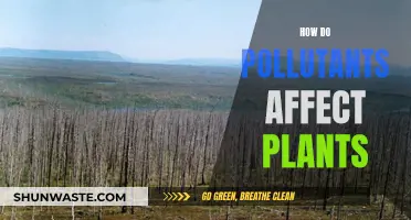 Pollution's Impact: Plants Under Threat