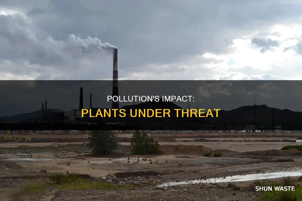 how do pollutants affect plants