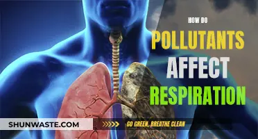 Air Pollutants: A Hazardous Impact on Our Respiration