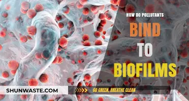 Biofilms: Capturing Pollutants and Cleaning the Environment