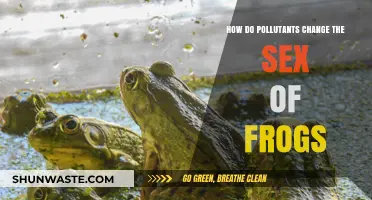 The Impact of Pollutants on Frog Gender