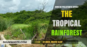 The Impact of Pollutants on Tropical Rainforests