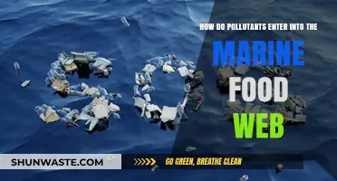 Contaminants' Journey Through the Marine Food Web