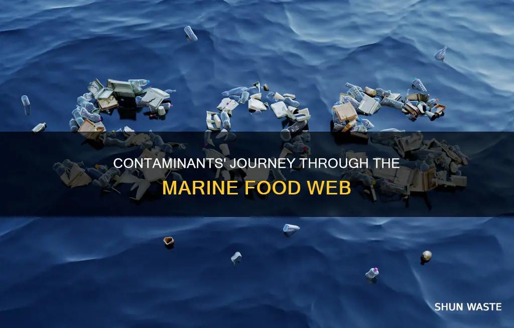 how do pollutants enter into the marine food web
