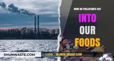 Contaminants in Our Food: How Do They Get There?