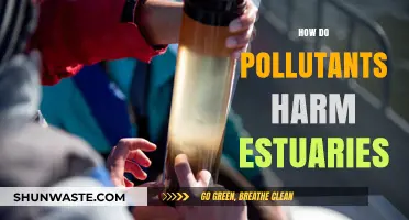 Estuaries: Pollution's Impact and Harmful Effects