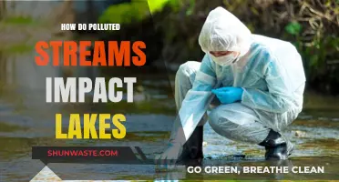 Stream Pollution: Impacting Lakes and Their Ecosystems