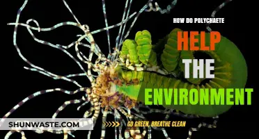 Polychaete Worms: Unsung Heroes in Marine Ecosystem Health and Balance