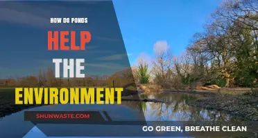 Ponds: Vital Ecosystems Supporting Biodiversity and Environmental Health Naturally