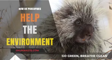 Porcupines' Role in Ecosystem Health and Environmental Balance Explained
