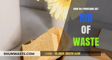 Poriferan Waste Disposal: How Sponges Efficiently Eliminate Cellular Byproducts