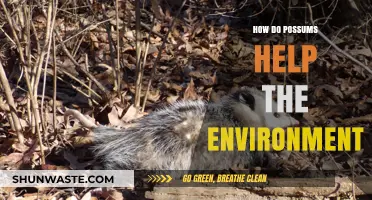 Possums: Unsung Eco-Heroes and Their Vital Environmental Contributions