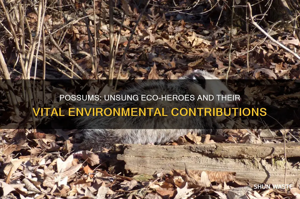 how do possums help the environment