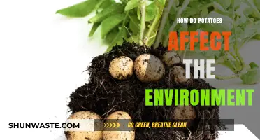 Potatoes' Environmental Impact: Cultivation, Carbon Footprint, and Sustainability Explained