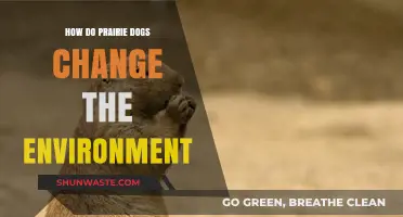 Prairie Dogs' Impact: Shaping Ecosystems and Transforming Landscapes Naturally