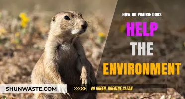 Prairie Dogs: Unsung Heroes of Ecosystem Balance and Biodiversity