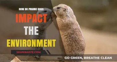 Prairie Dogs: Ecosystem Engineers Shaping Grasslands and Wildlife Habitats