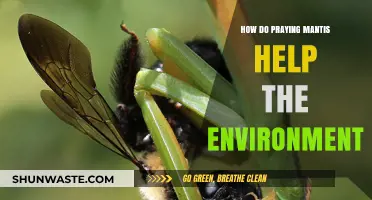 Praying Mantis: Nature's Silent Guardians and Their Eco-Friendly Impact