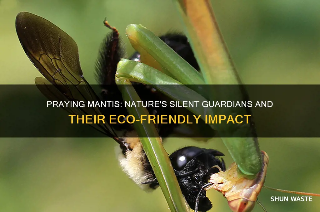 how do praying mantis help the environment