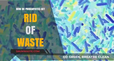 Waste Management in Prokaryotes: Efficient Strategies for Survival and Growth