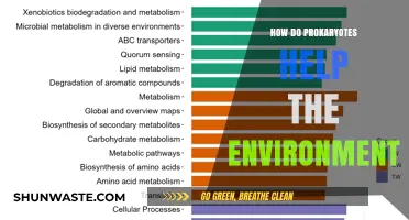 Prokaryotes' Vital Role in Sustaining and Balancing Earth's Ecosystems