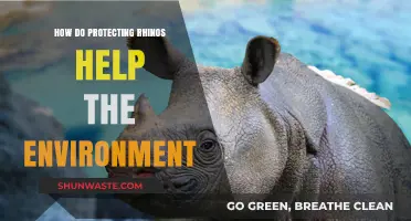 Protecting Rhinos: A Key Strategy for Environmental Conservation and Balance