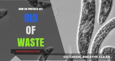 Waste Management in Protists: Understanding Their Unique Elimination Processes