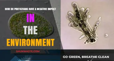 Protozoans' Hidden Harm: Environmental Impacts and Ecosystem Disruptions Explained