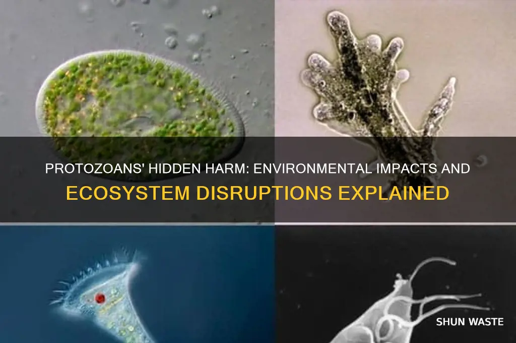 how do protozoans have a negative impact in the environment