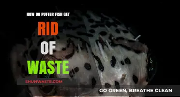 Puffer Fish Waste Disposal: Understanding Their Unique Elimination Process