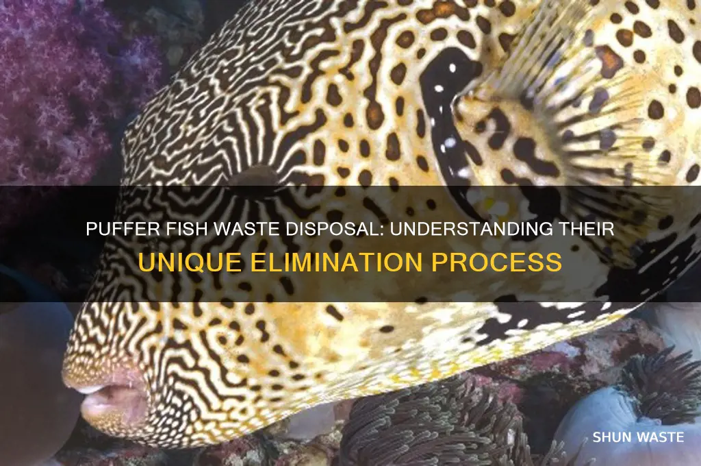 how do puffer fish get rid of waste