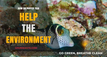 Puffer Fish: Unsung Heroes in Marine Ecosystem Balance and Health