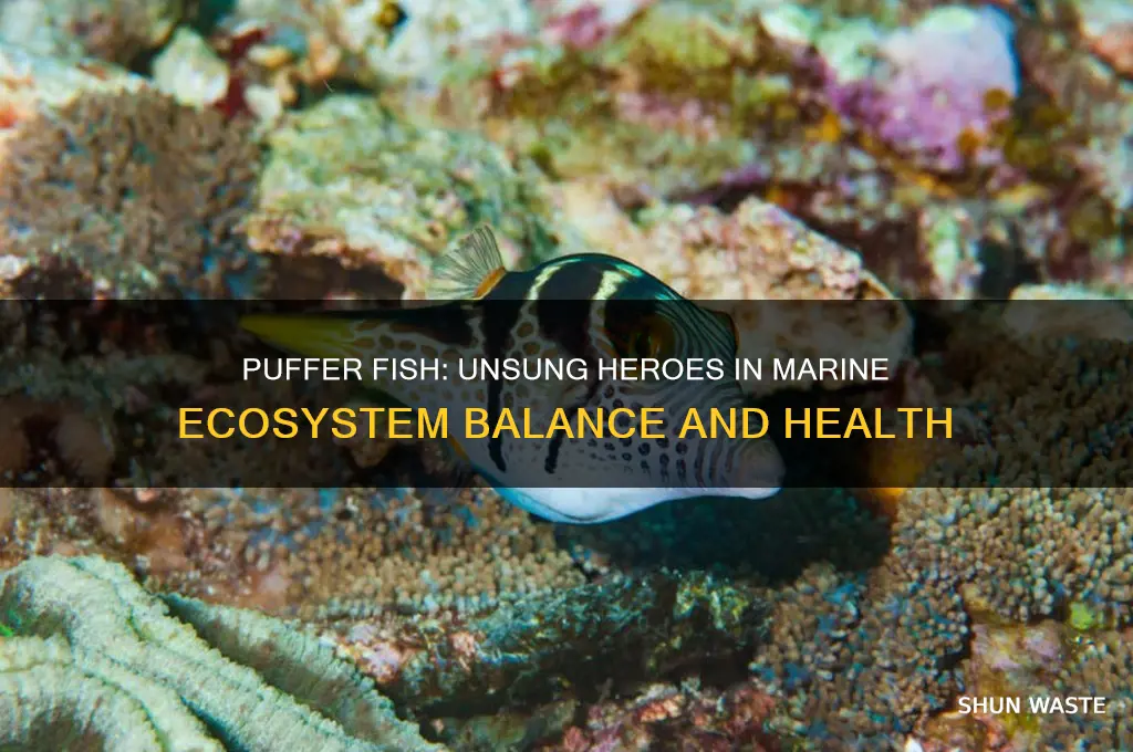 how do puffer fish help the environment