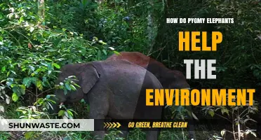 Pygmy Elephants: Tiny Giants Nurturing Borneo's Rainforest Ecosystem