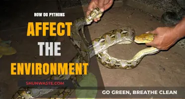 Pythons' Environmental Impact: Ecosystem Disruption and Biodiversity Challenges Explained
