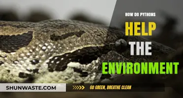 Pythons' Surprising Role in Balancing Ecosystems and Protecting Nature