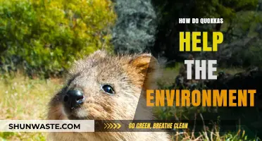 Quokkas: Eco-Friendly Heroes and Their Impact on the Environment