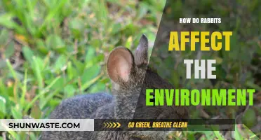 Rabbits' Environmental Impact: Ecosystem Changes and Conservation Challenges