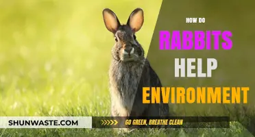Rabbits' Eco-Friendly Impact: How They Benefit Our Environment Naturally