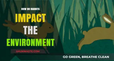 Rabbits' Environmental Impact: Ecosystem Effects and Conservation Challenges