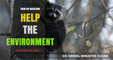 Raccoons' Role: Uncovering Their Surprising Environmental Contributions and Benefits